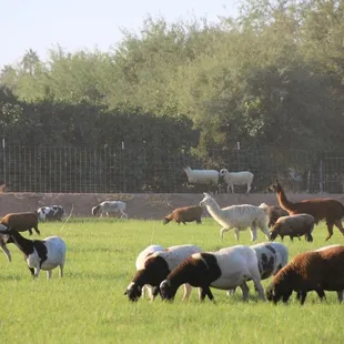 We raise all of our Sheep to milk to make our signature Sheep Cheese