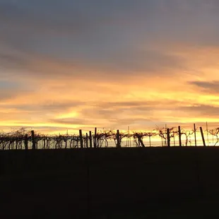 Rowe Ridge Vineyard & Winery