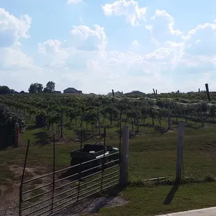 Looking out over the vines