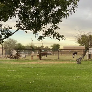 View into the pasture