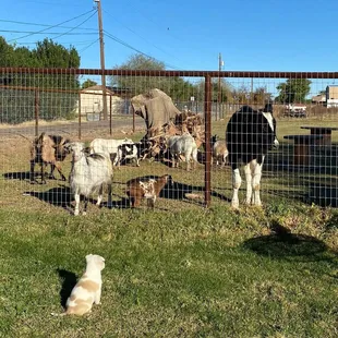 Foster Pup meets Herd