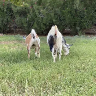 Goat Butts