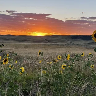 Sunflowers are in full bloom!