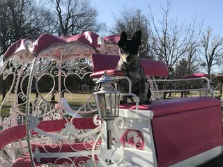 Moores Carriage Services