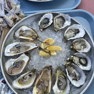 dozen raw oysters