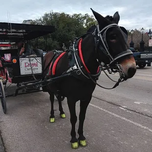 Patient mule