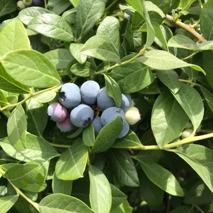 blueberries growing on a bush