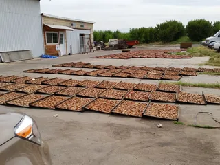 Blossom Bluff Orchards