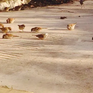L., A Loyal Royal Donut customer feeds her Sparrows. One has white head.