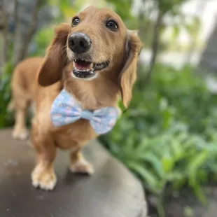 Hanging out in the grove near center stage