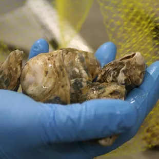 Fresh local oysters from Tamales Bay