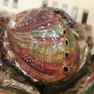 Live local abalone
