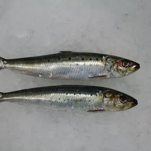 Local bay area sardines (most often from Monterey)
