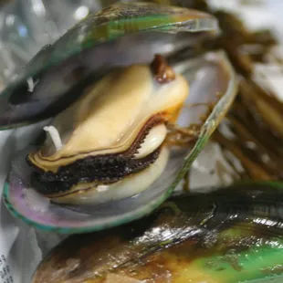 Live green lipped mussels, NZ
