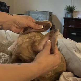 Cuts On both ears