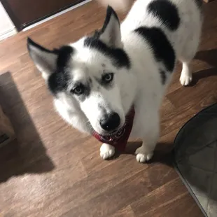 He came home with a bandana