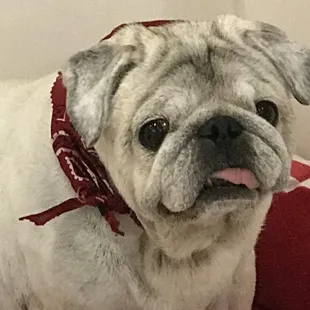 Herbie - The pic they sent me to tell me he was ready to be picked up