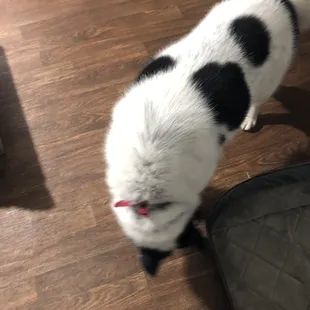 His colors are more defined
