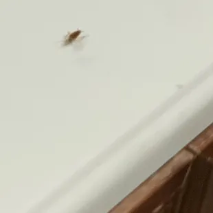 Roaches and dirty bathroom in Royal Inn motel.