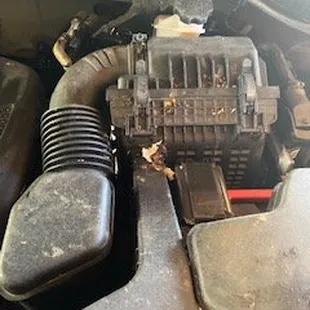 Debris and droppings