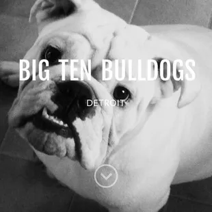 Bulldogs