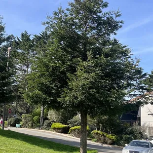 Awesome tree AROUNd here. Close by. Keep check. In parking.