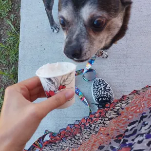 A dog and her pup cup