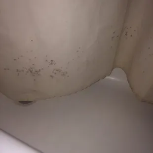 Moldy bath curtains...scary as hell