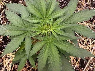 Cloud House Dispensary