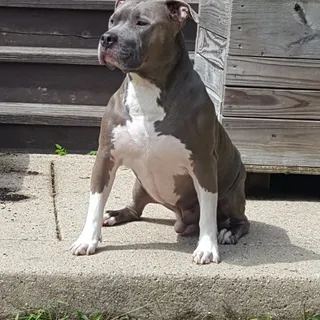 Vinnie H.