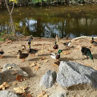 Feeding the ducks by the creek.