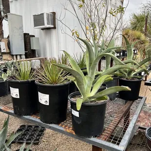 Large selection