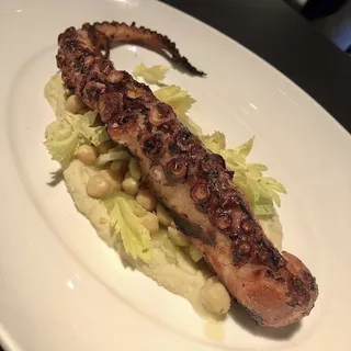 Mediterranean Octopus