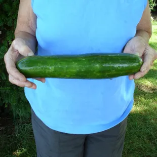 Fresh cucumbers!