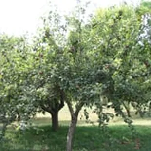 Apple orchard