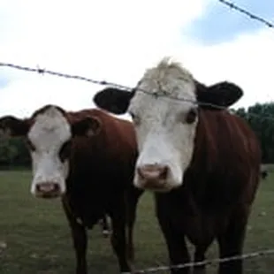 Curious cows