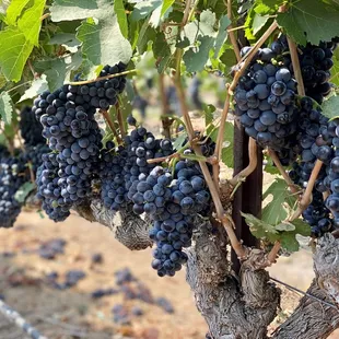 08.22.21 red wine grapes