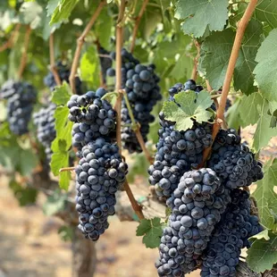08.22.21 Cabernet Sauvignon is one of the most famous black grape varieties in the world