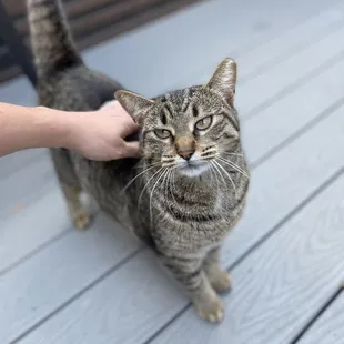 Friendly neighborhood cat
