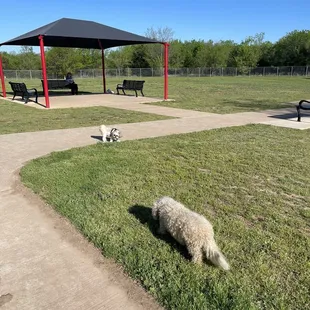 Teddy might meet some new friends today