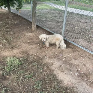 Teddy is excited to be off his leash