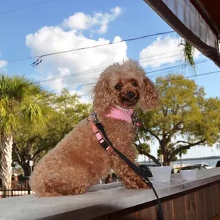 Ruby our toy poodle -named after the restaurant