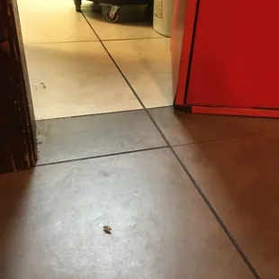 This is just a cockroach, no biggie...