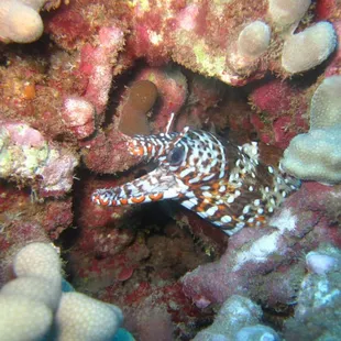 Another rare species while diving on Ruckus. Dragon Moray Eel.