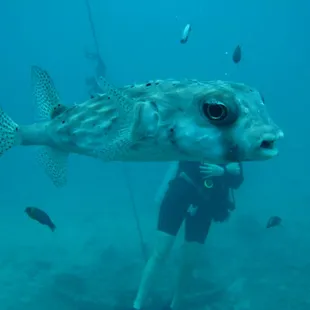 Porcupine Puffer.  Sorry George,he just photo bombed your diving picture..