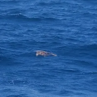 Sea turtle. I loved seeing him repeatedly