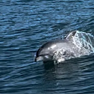 Dolphin