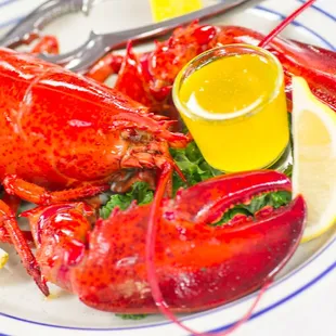 Whole Maine Lobster
