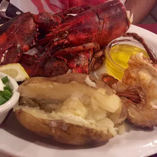 1.5 lb Live Maine Lobster