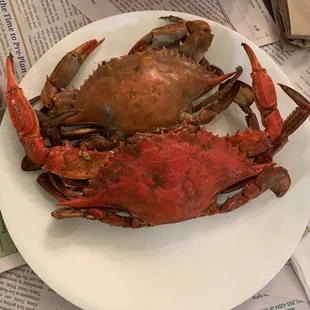 Female verses male crabs.  Male is bigger.
